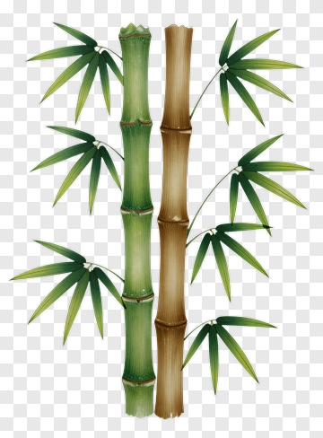Bamboo Stalks With Green Leaves PNG