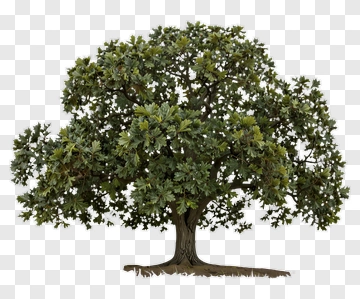 Oak Tree PNG