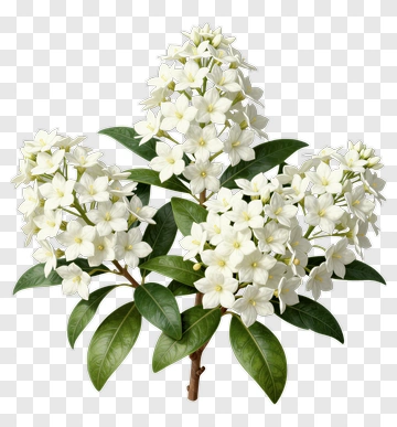 White Flower Bouquet PNG