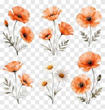 Colorful Floral Arrangement With Poppies And Daisies PNG