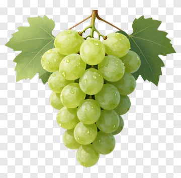 Green Grapes On A Vine PNG