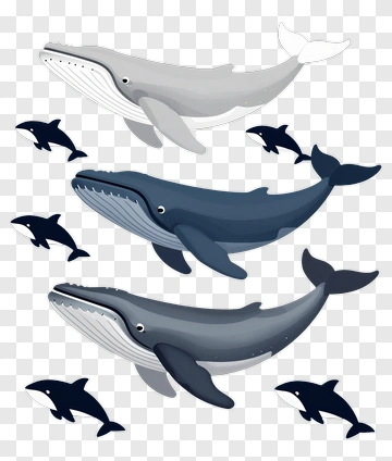 Cartoon Whales And Dolphins Swimming Together PNG