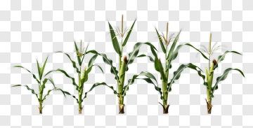 Corn Plant Growth Stages PNG