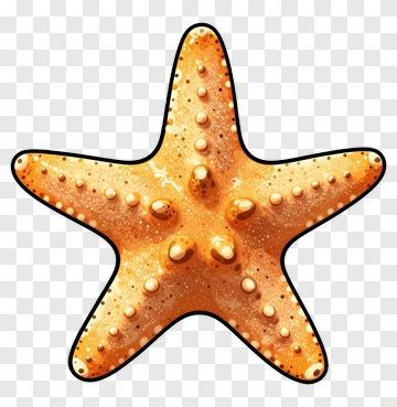 Starfish PNG