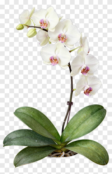 White Orchid Flower With Green Leaves PNG