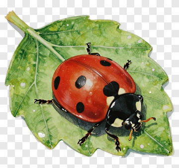 Ladybug On A Green Leaf PNG