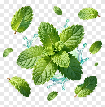 Fresh Mint Leaves With Splash PNG