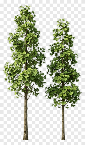 Green Maple Trees PNG