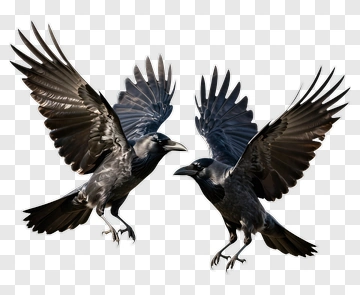 Two Ravens In Flight PNG