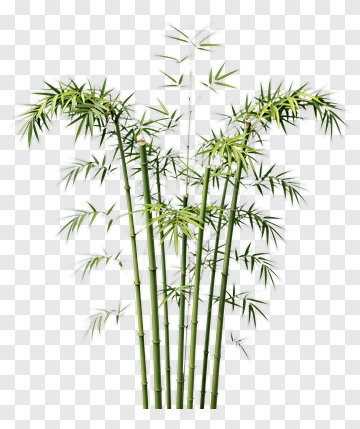 Bamboo Plant PNG