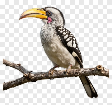 Hornbill Bird Perched On A Branch PNG