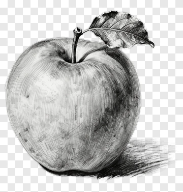 Sketch Of An Apple With A Leaf PNG