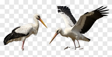 Stork In Various Poses PNG