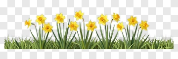 Colorful Daffodils In A Green Grass Field PNG