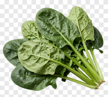 Fresh Spinach Leaves PNG