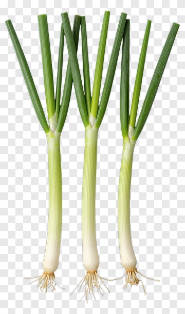 Fresh Green Onions PNG
