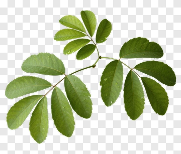 Green Leafy Branch PNG