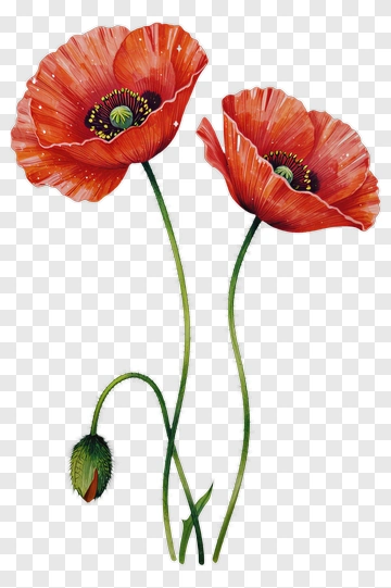 Red Poppy Flowers With Bud PNG
