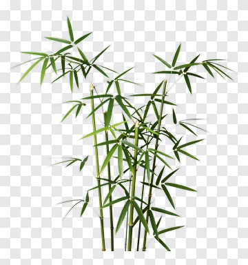 Bamboo Plant PNG