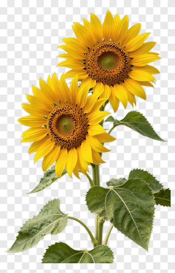 Sunflower Plant With Bright Yellow Blooms PNG