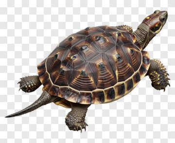 Realistic Turtle PNG