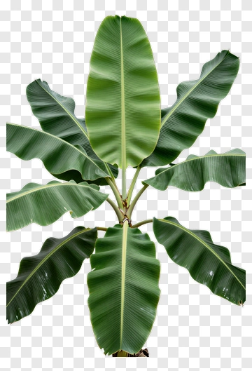Banana Plant With Large Green Leaves PNG