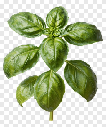 Basil Plant With Green Leaves PNG