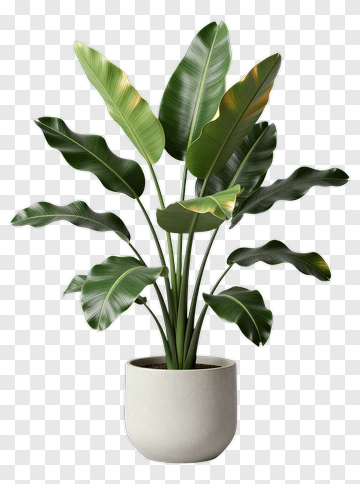 Potted Green Plant With Large Leaves PNG