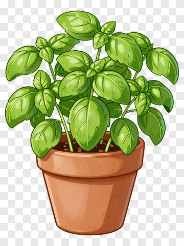Basil Plant In A Pot PNG