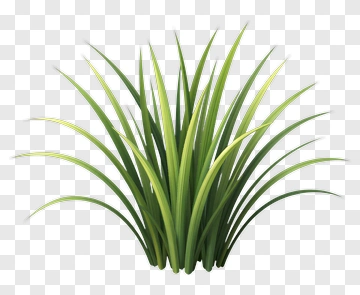 Green Grass PNG