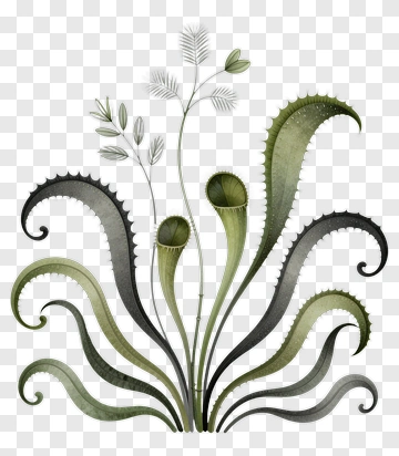 Stylized Green Plant Composition PNG
