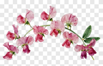 Watercolor Pink Sweet Pea Flowers PNG