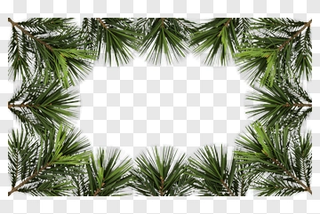Pine Tree Frame PNG