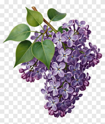 Lilac Flowers With Green Leaves PNG