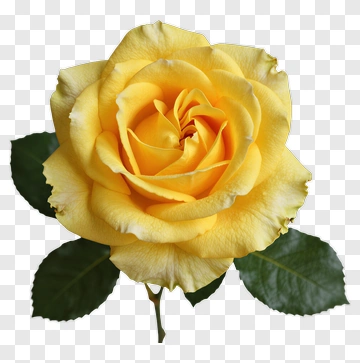 Yellow Rose PNG