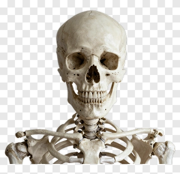 Human Skeleton Model PNG