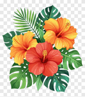 Colorful Hibiscus Flowers With Tropical Leaves PNG