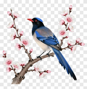 Colorful Bird Perched On A Cherry Blossom Branch PNG