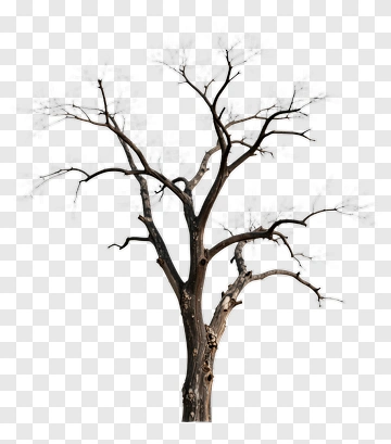 Bare Tree With No Leaves PNG