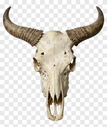 Bull Skull With Horns PNG