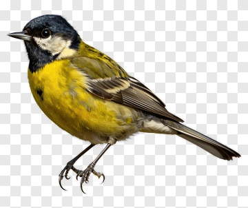 Yellow Bird With Black Head PNG