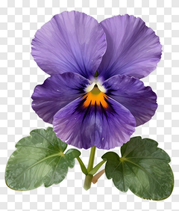 Purple Pansy Flower With Green Leaves PNG