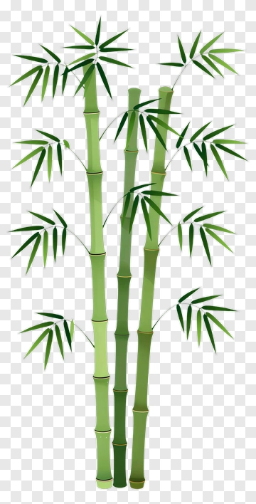 Bamboo Plant PNG