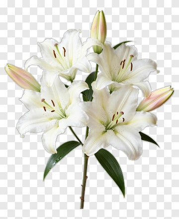 White Lily Bouquet PNG