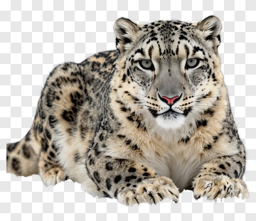 Snow Leopard Lying Down PNG