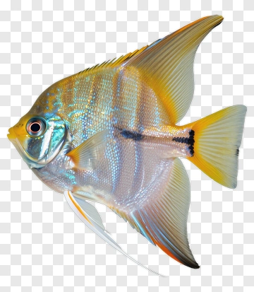 Colorful Fish With Vibrant Fins PNG
