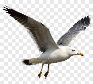 Seagull Flying PNG