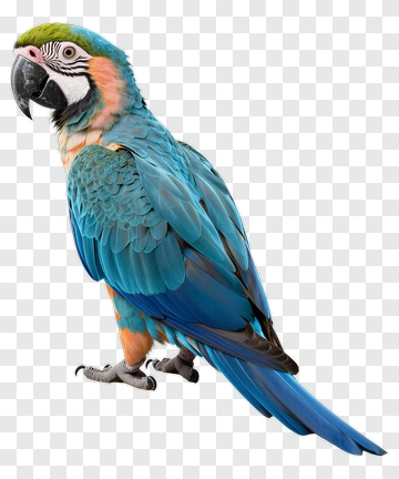 Colorful Parrot PNG