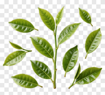 Green Tea Leaves PNG