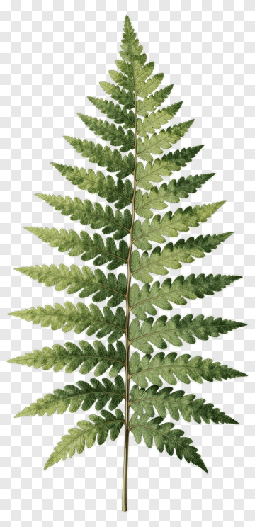 Green Fern Leaf PNG